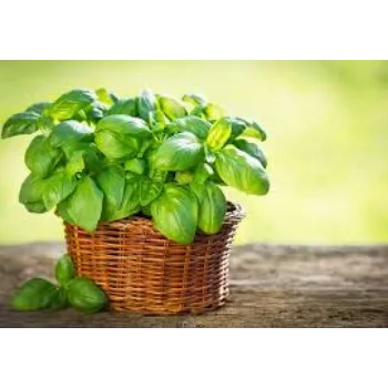 Organic Herbal Plant