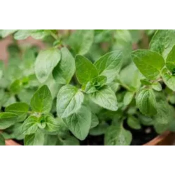 Natural Herbal Plant