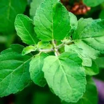 Organic Herbal Plant