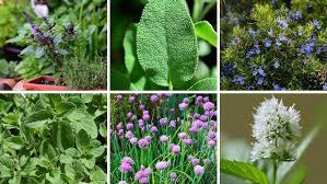 Herbal Plant