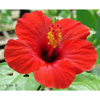 Fresh Hibiscus Flower