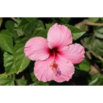Fresh Hibiscus Flowers
