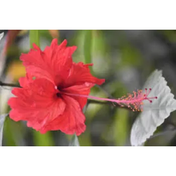 Natural Hibiscus Flower
