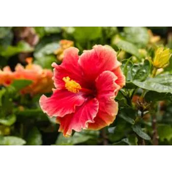 Natural Hibiscus Flowers