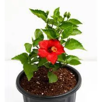 Hibiscus Flower Manufacturer