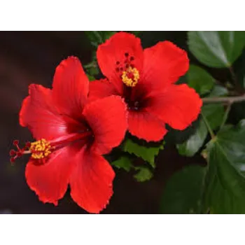 fresh Hibiscus Flowersr