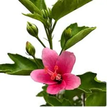 Organic Hibiscus Flowers