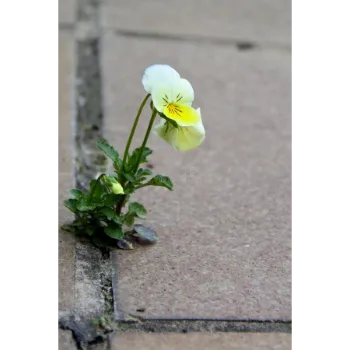 Hybrid Plant