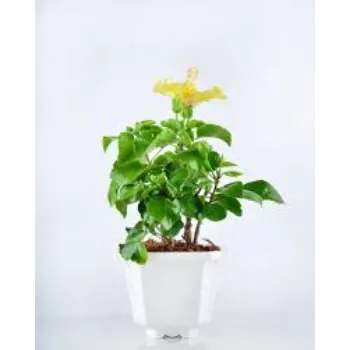 Hybrid Avocado Plants