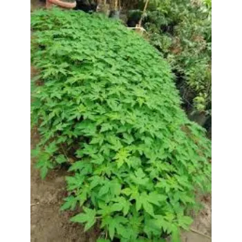 Organic Hybrid Plant