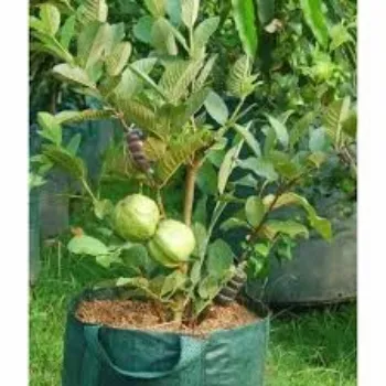 Organic Hybrid Guava  Plant