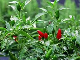 Red Chilli Plant 