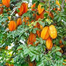 Star Fruit  Plant