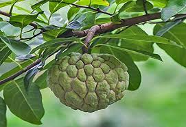 Custard Apple Plant