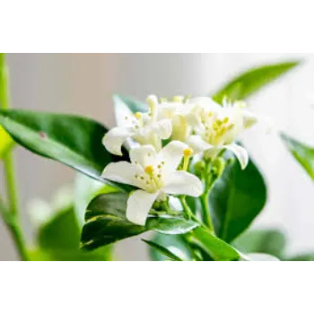 Jasmine Flowers