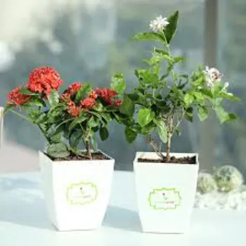 Jasmine Plants