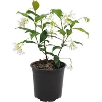 Jasmine Plants