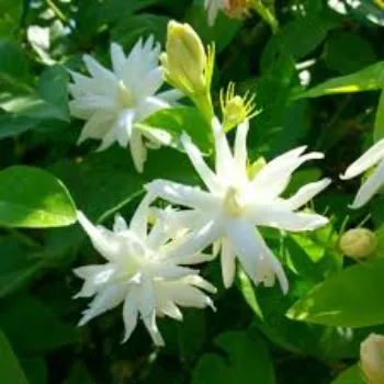 fresh Jasmine Flowers