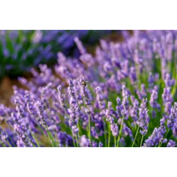 Fresh Lavender Flower