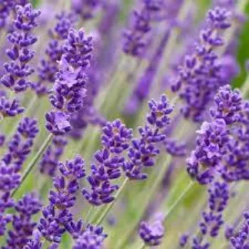 Natural Lavender Flower