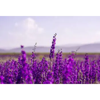 Natural Lavender Flower