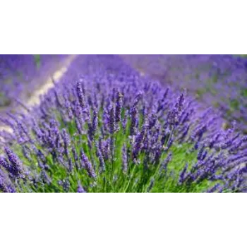 Organic Lavender Flower