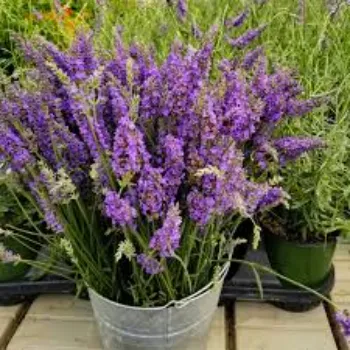 fresh Lavender Flower