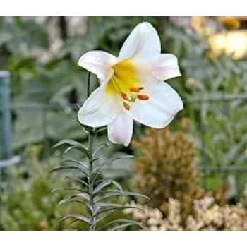 Lilium Plant
