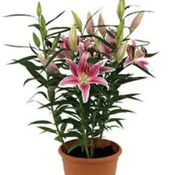 Lilium Plant