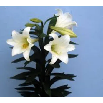 Lilium Plant