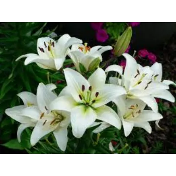 Fresh Lily Flower