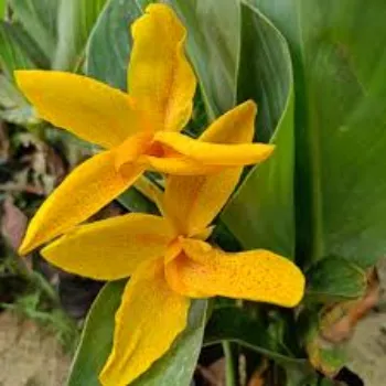 Fresh Lily Flowers