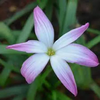Natural Lily Flower