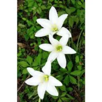 Fresh Lily Flower