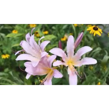 Organic Lily Flower