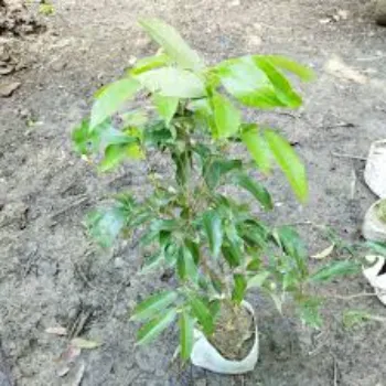 Litchi Plant