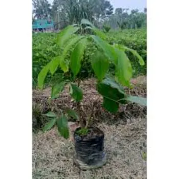 Litchi Plant