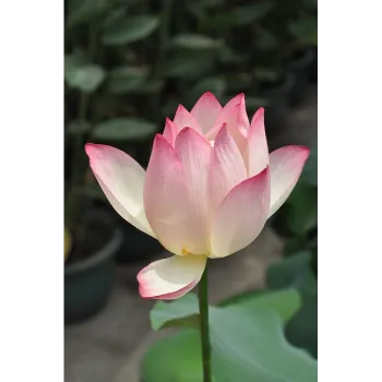 Lotus Flower