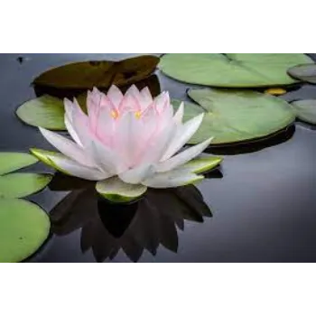 Natural Lotus Flowers