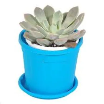 Lotus Plant