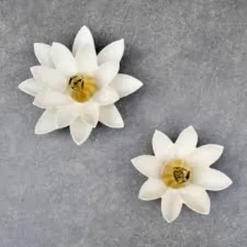 Lotus Plant