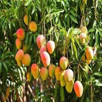 Mango Plants  Red Color