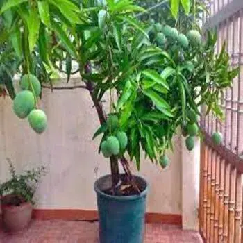 Mango Plants  green 