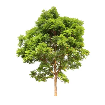  Natural Mahogany plants