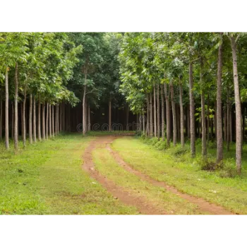 Mahogany plants