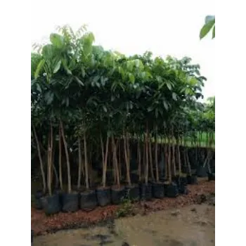 Organic Mahogany Plant