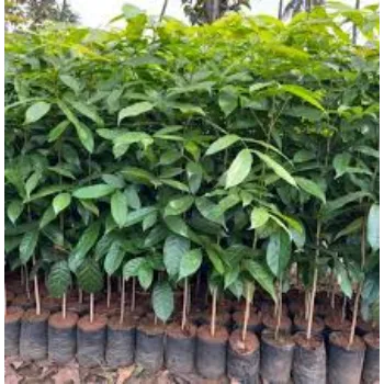 Natural Mahogany Plant