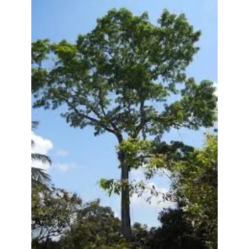 Mahogany Plant