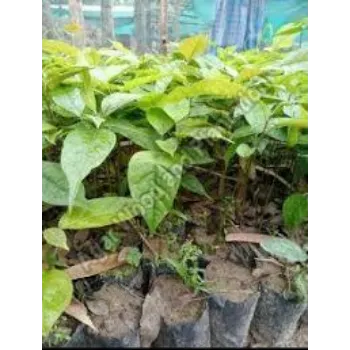 Fresh Mahogany Plant
