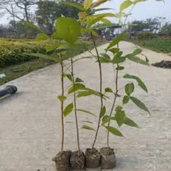 Natural Mahogany  Plant